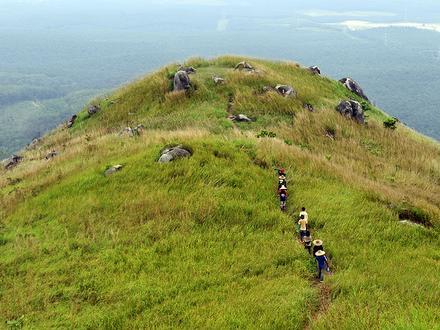 Broga Image