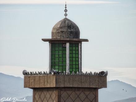 Khemis Miliana Image
