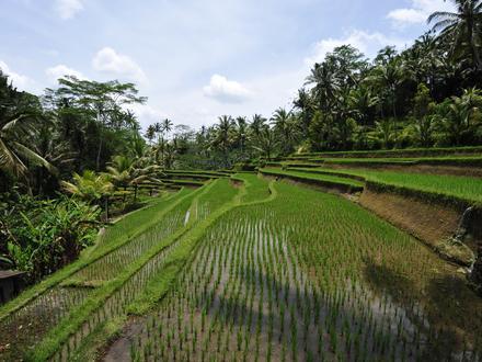 Tampaksiring Image